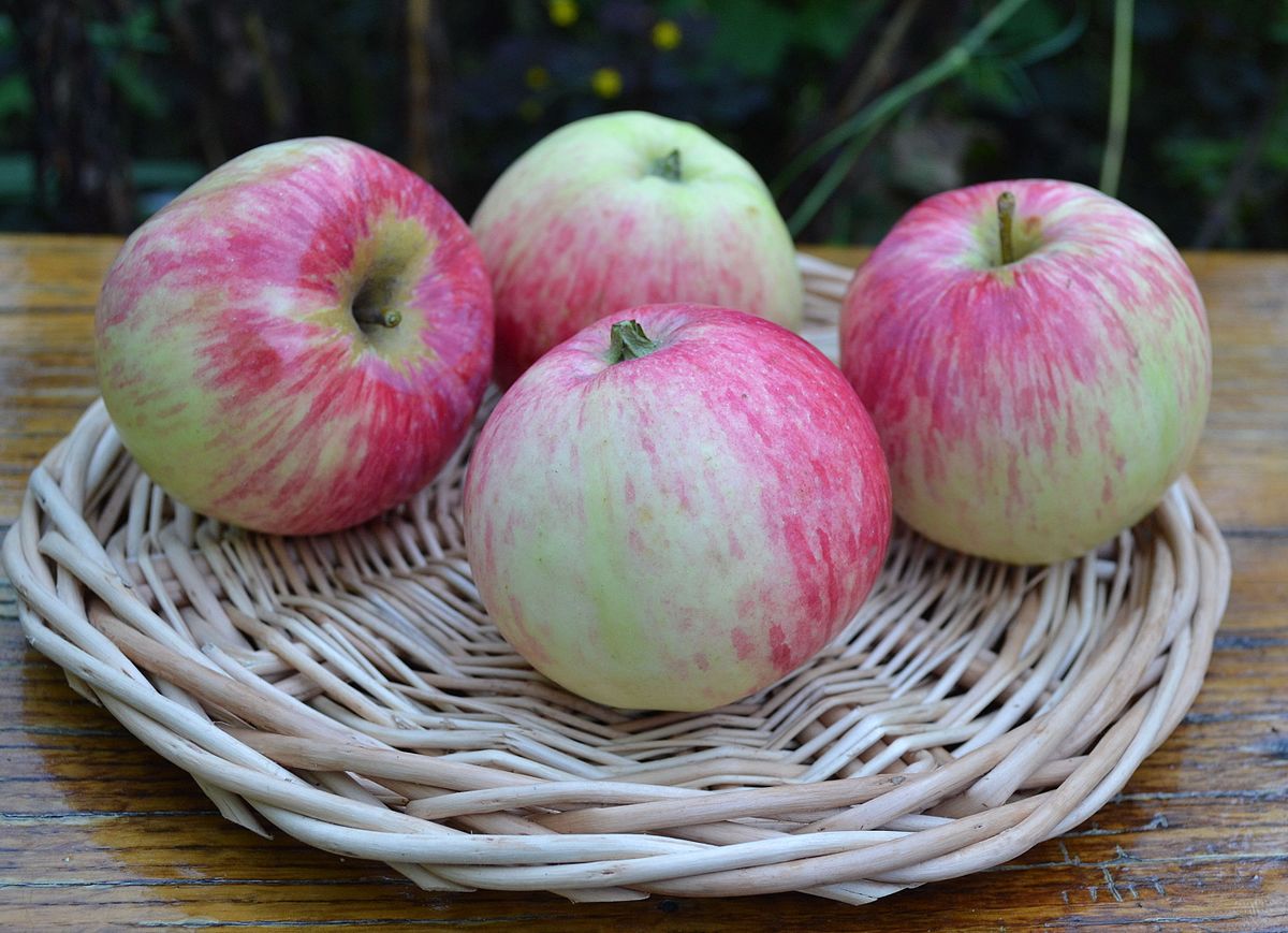 Выбираем саженцы. Какие сорта яблок и груш лучше всего растут в Башкирии?