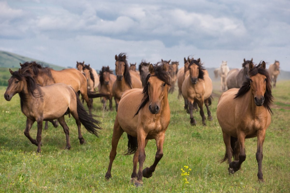 Башкирском НИИСХ УФИЦ РАН обсудили вопросы сохранения и развития лошадей башкирской породы